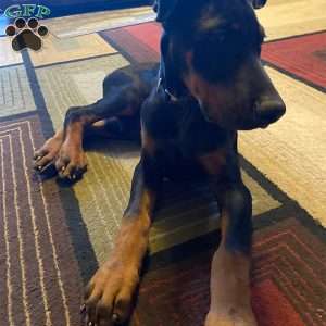 Harley, Doberman Pinscher Puppy